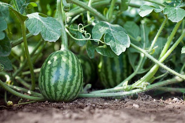 Vegetable Seeds